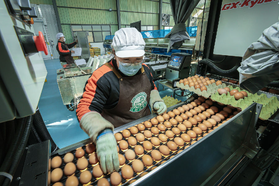 徐州苗佳新农业科技有限公司“保洁蛋”生产线（佟雯煊 摄）
