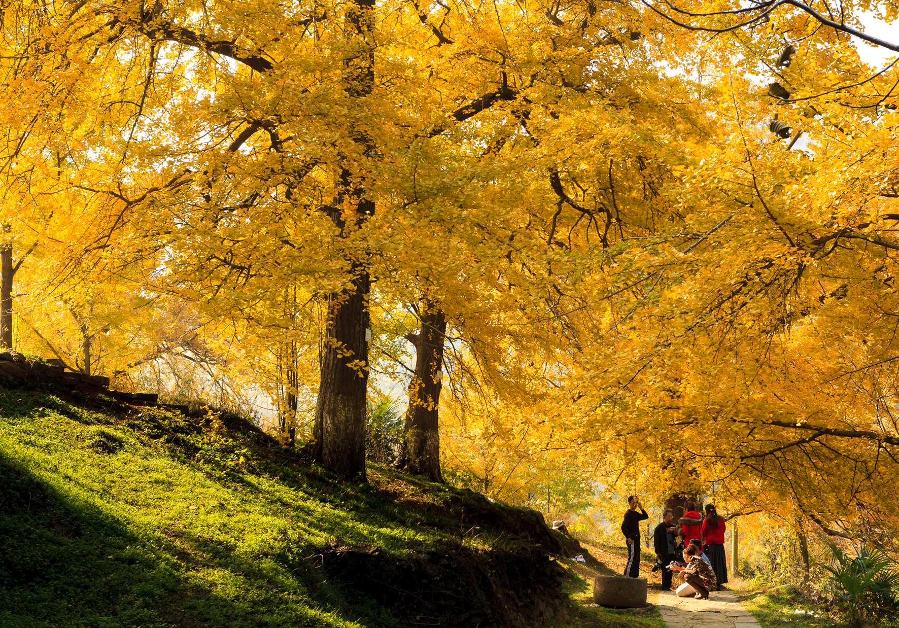 安陆钱冲古银杏国家森林公园美景（安舍协 摄）