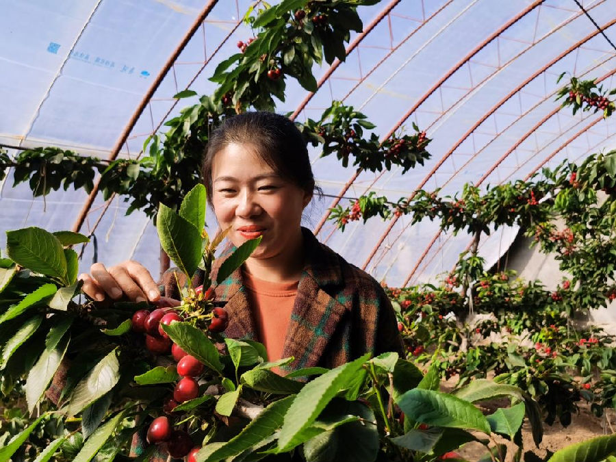 巴仁宝勒格村大棚樱桃种植（米德格玛 摄）