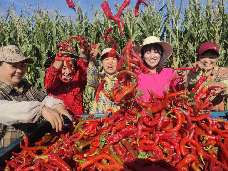 四义堂村辣椒产业很“红火”（萨仁 摄）