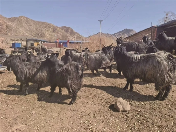 下关乡铁角台村的青背山羊养殖场一角 通讯员 李慧龙摄