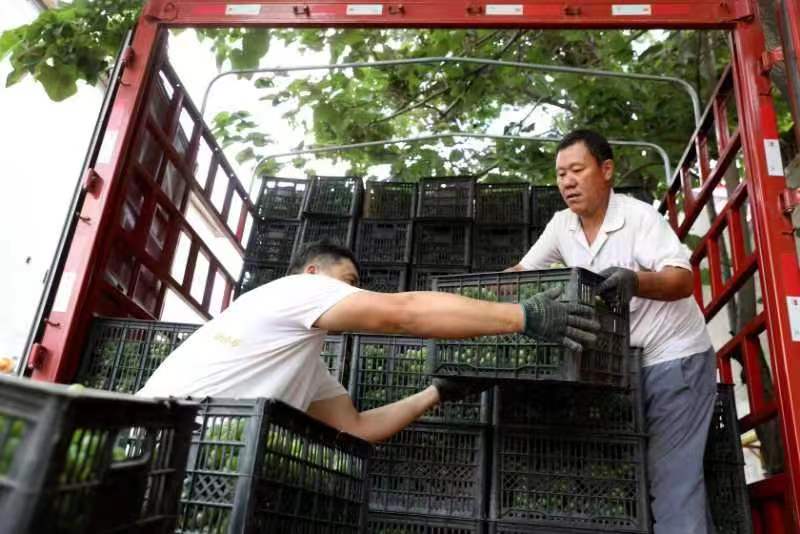 经销商在收购葡萄（武成军 摄）