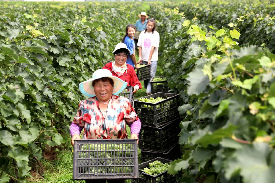 果农们在搬运采摘的葡萄（武成军 摄）