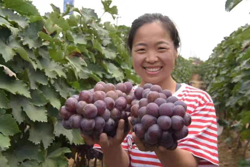 果农正在展示收获的葡萄（武成军 摄）