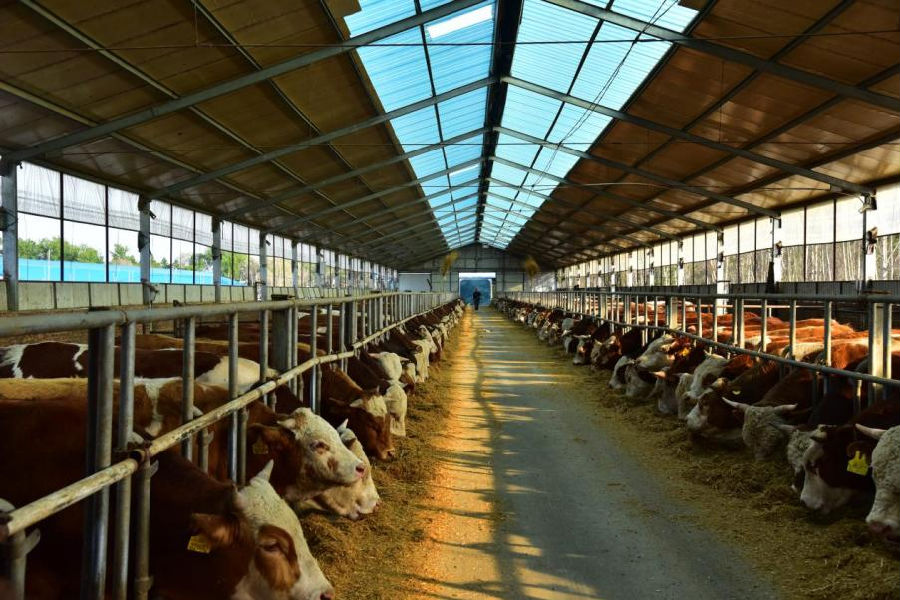 榆树市蓬勃发展的肉牛产业（于宣 摄）