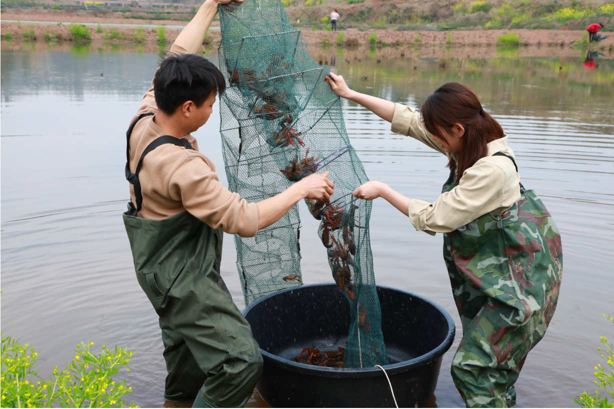 小龙虾捕捞现场（叶昌荣 摄）