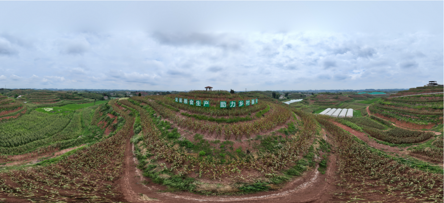 李庄镇左湾酿酒专用粮基地（杨晓川 摄）