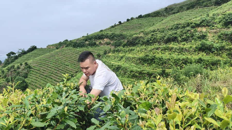 阮志龙在茶园观察茶叶生长情况（曾庆华 摄）