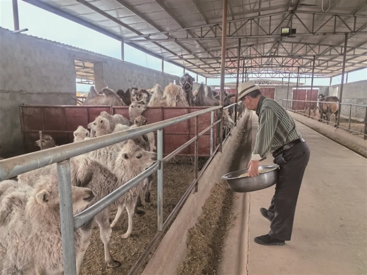 养殖户为骆驼添加饲草料 本报记者 查燕荣摄