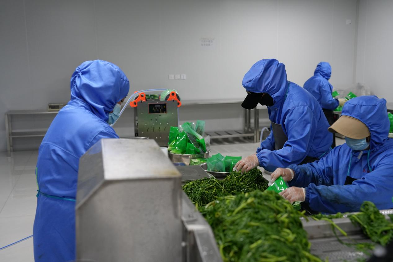 山野菜生产加工车间（于晓霞 摄）