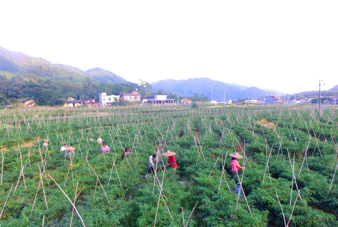 辣椒基地（朱桂花 摄）