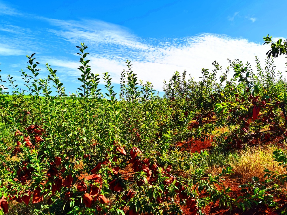 穿衣的黄金奈李（李文权 摄）