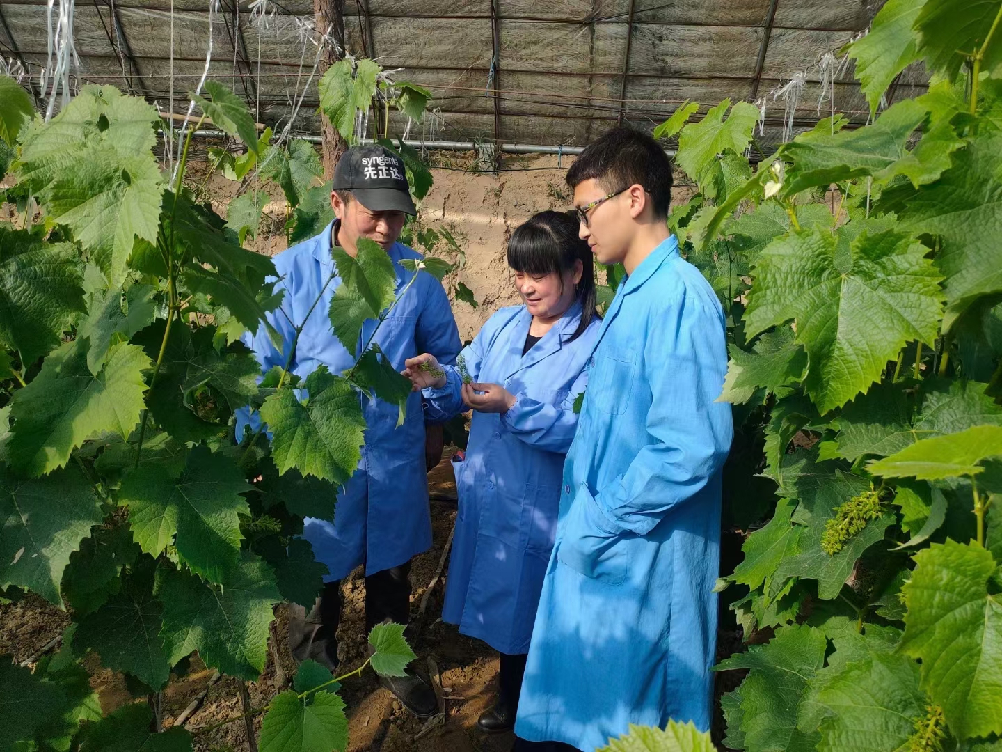 郑晓廷（中）在大棚中进行田间指导（于魏豪 摄）