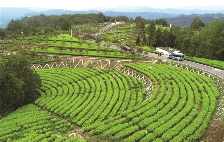 旺苍县木门镇三合村的现代农业园区  通讯员 陈加普摄