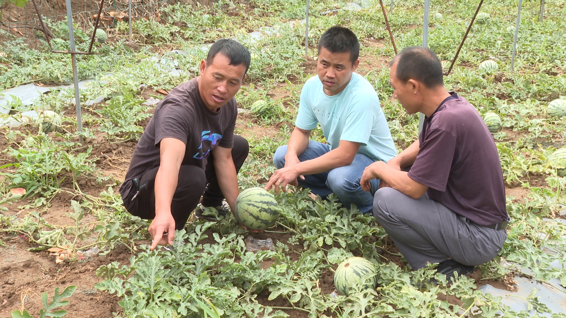 土专家指导西瓜种植（王世良 摄）