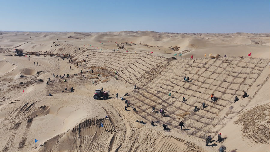 2024年3月13日，杭锦旗库布齐沙漠北缘锁边林带项目施工现场（郭君 摄）