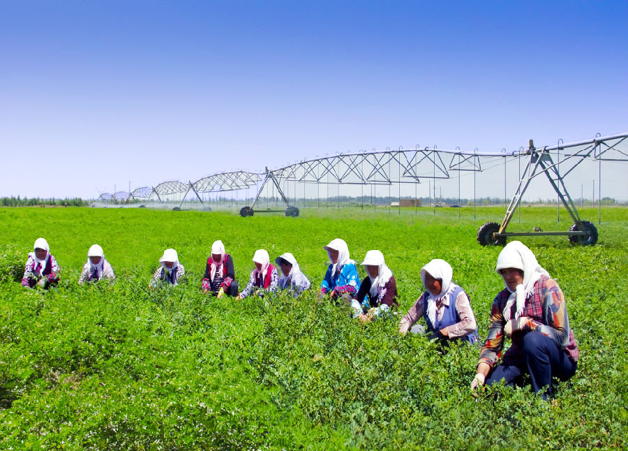村民在家门口合作社的种植基地内劳作（王晓泾 摄）