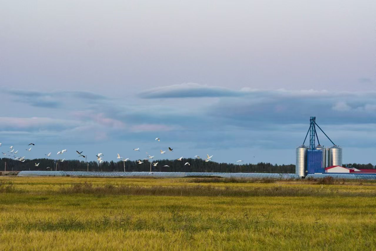 大安市信达农业发展有限公司的有机稻田地（王千士 摄）