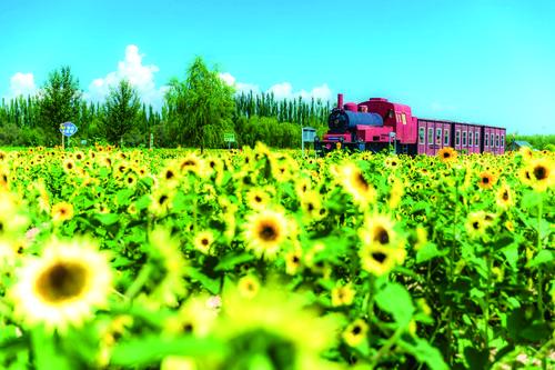 五原县向日葵公园（刘九维 摄）