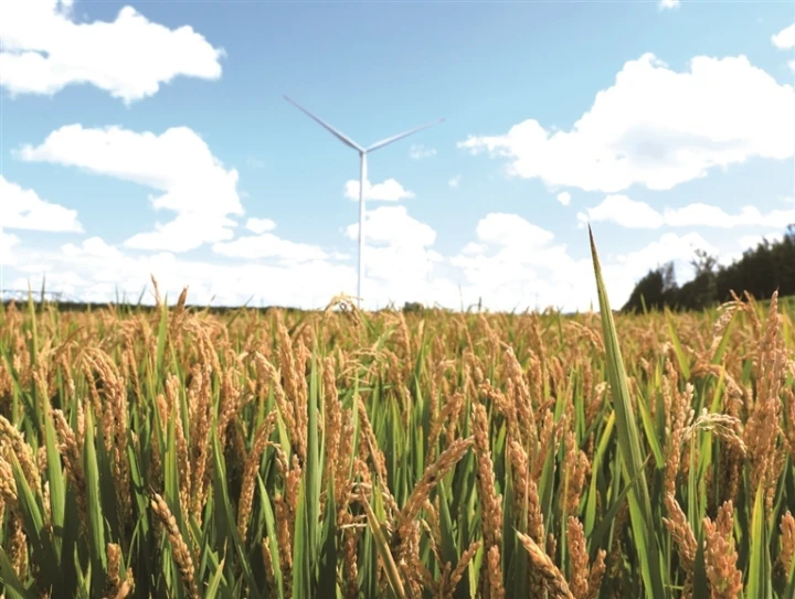 在庆安县致富乡的稻田中，水稻已经成熟，金黄的稻穗预示着丰收季的到来。（张自峰 摄）