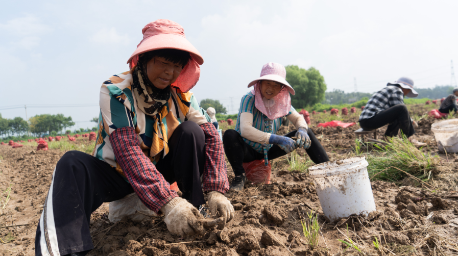 种植基地内，村民在采收白芷。（陈达 摄）