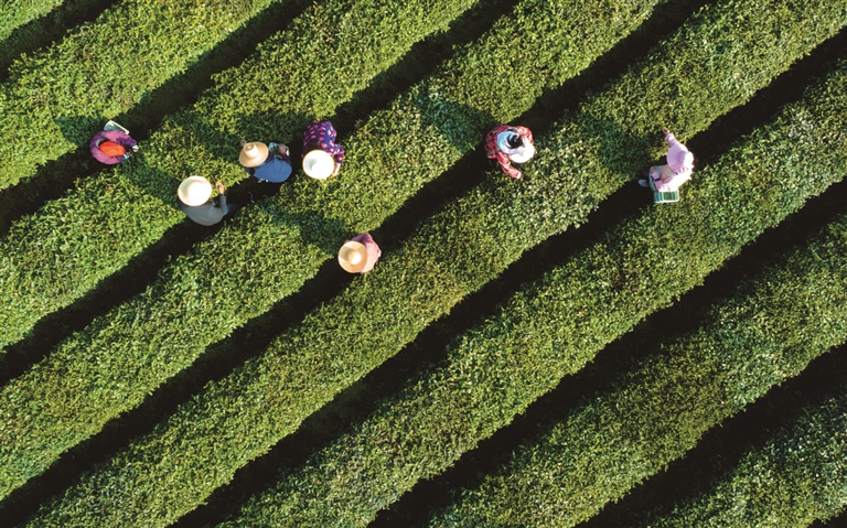 大悟县芳畈镇茶园（喻玲园 摄）