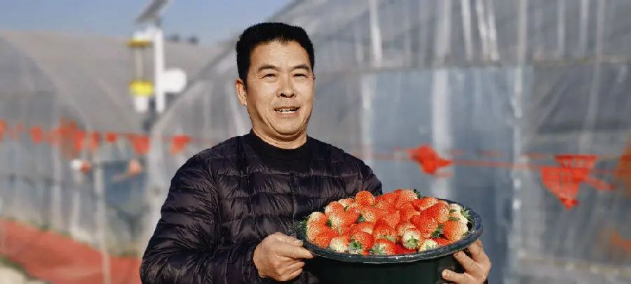 来自浙江建德的业主刘宝贵展示自己种的草莓（戚原 摄）