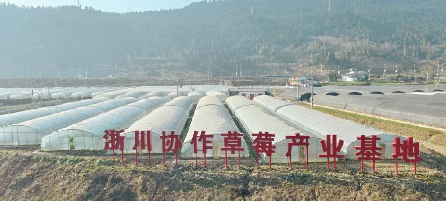 天雄村浙川协作草莓产业基地（戚原 摄）