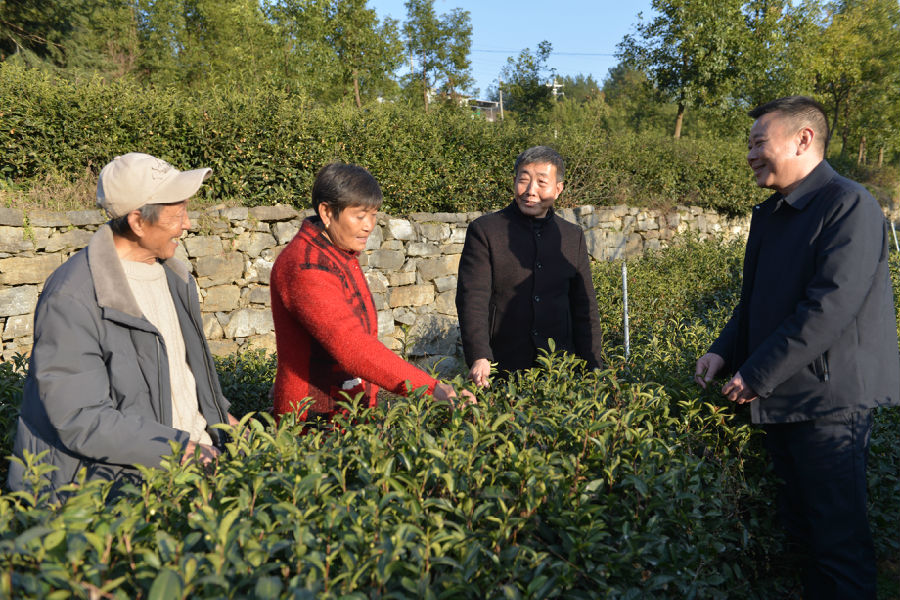 何志雄、唐发春、王宏国、康怀贵一起探讨黄茶管护(戚原 摄) 何志雄、唐发春、王宏国、康怀贵一起探讨黄茶管护(戚原 摄)