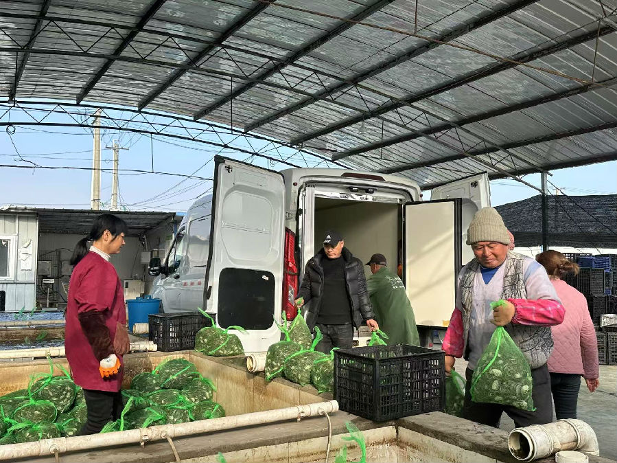 刘洪和工人们一起搬运蟹苗(张伟伟 摄) 刘洪和工人们一起搬运蟹苗(张伟伟 摄)