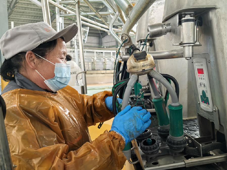 工作人员正在做挤奶前准备工作(余惠玲 摄) 工作人员正在做挤奶前准备工作(余惠玲 摄)