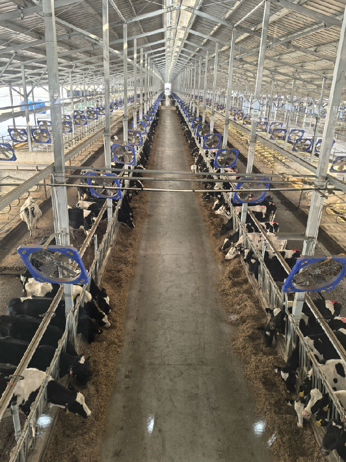 宽敞的牛舍内,奶牛们正在享用饲养员精心准备的营养餐(余惠玲 摄) 宽敞的牛舍内,奶牛们正在享用饲养员精心准备的营养餐(余惠玲 摄)