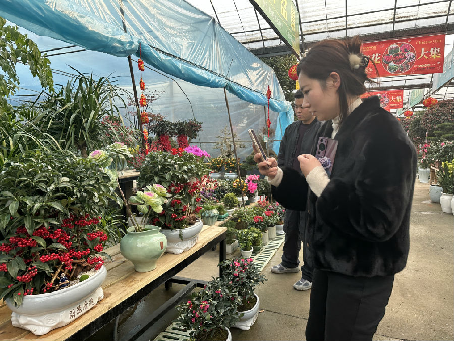 市民正在挑着自己心仪的花木(张伟伟 摄) 市民正在挑着自己心仪的花木(张伟伟 摄)