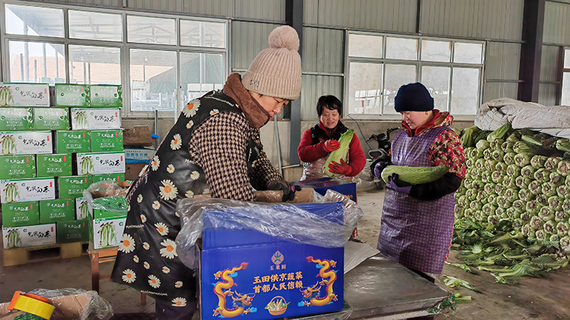 包尖白菜装入品牌包装箱中(姜妍如 摄) 包尖白菜装入品牌包装箱中(姜妍如 摄)
