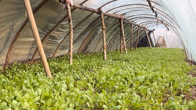 隆冬时节蔬菜小棚里的甘蓝小苗(丛伯地 摄) 隆冬时节蔬菜小棚里的甘蓝小苗(丛伯地 摄)