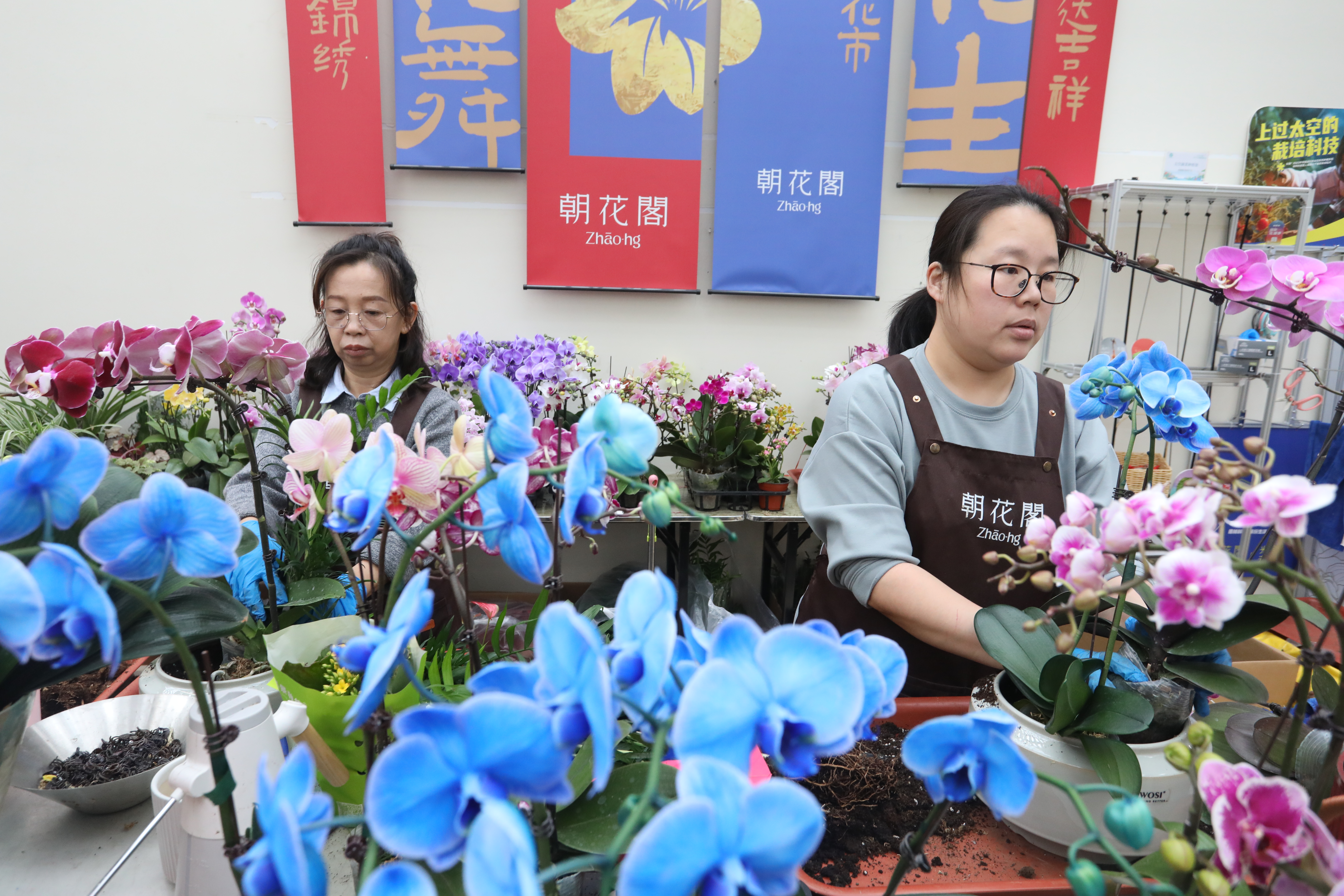 在朝花阁花卉体验空间,花艺师们制作年宵花组合盆栽。(高云良 摄) 在朝花阁花卉体验空间,花艺师们制作年宵花组合盆栽。(高云良 摄)