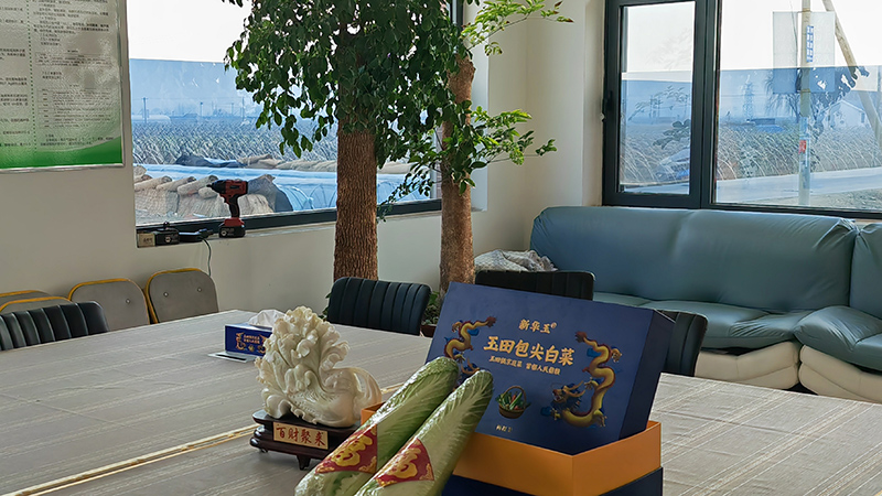 玉田包尖白菜与百财聚来的展示(徐家昕 摄) 玉田包尖白菜与百财聚来的展示(徐家昕 摄)