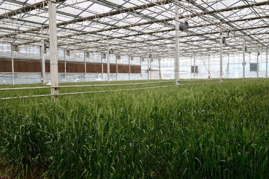 日光温室大棚(穆姝琪 摄) 日光温室大棚(穆姝琪 摄)