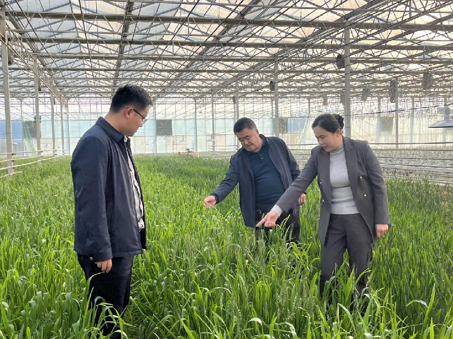 察看小麦长势(张静 摄) 察看小麦长势(张静 摄)