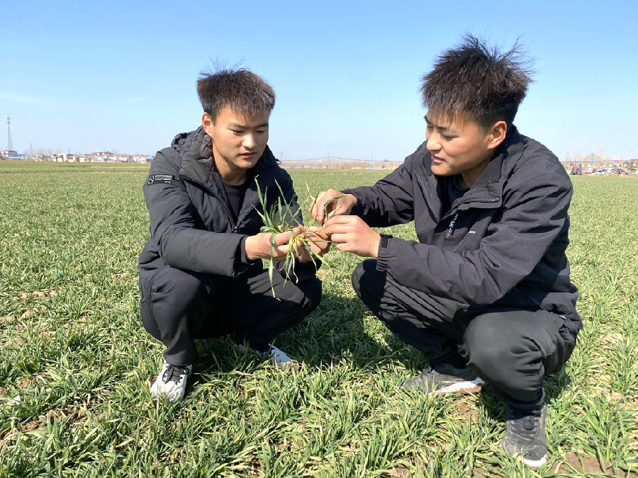 种粮大户王路明、王立明兄弟查看小麦分蘖情况。（赵永昌 摄）