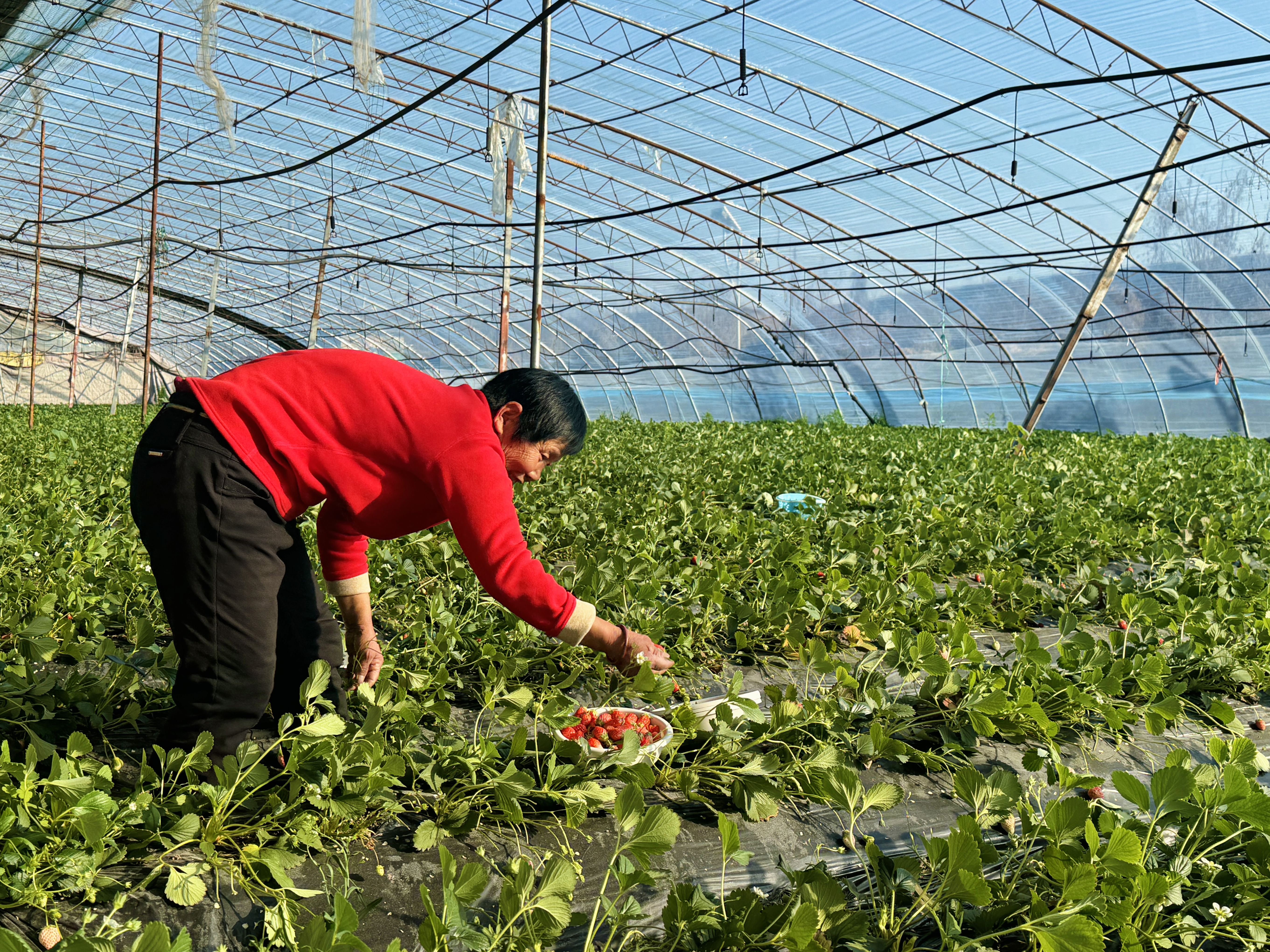 工人在采摘草莓(刘炎炎 摄) 工人在采摘草莓(刘炎炎 摄)