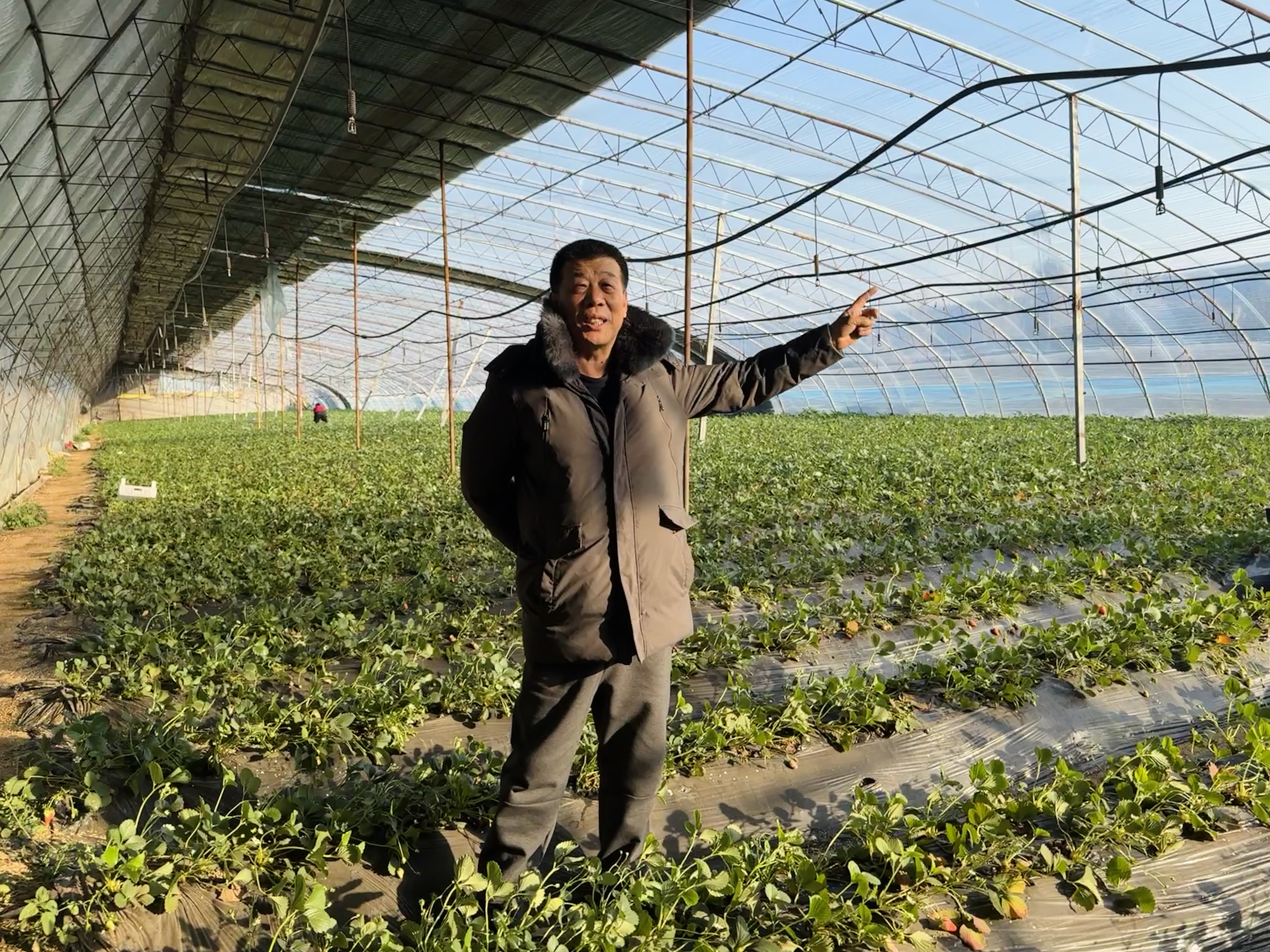 山东嘉祺农业科技发展有限公司负责人刘建新介绍草莓种植经验(刘炎炎 摄) 山东嘉祺农业科技发展有限公司负责人刘建新介绍草莓种植经验(刘炎炎 摄)