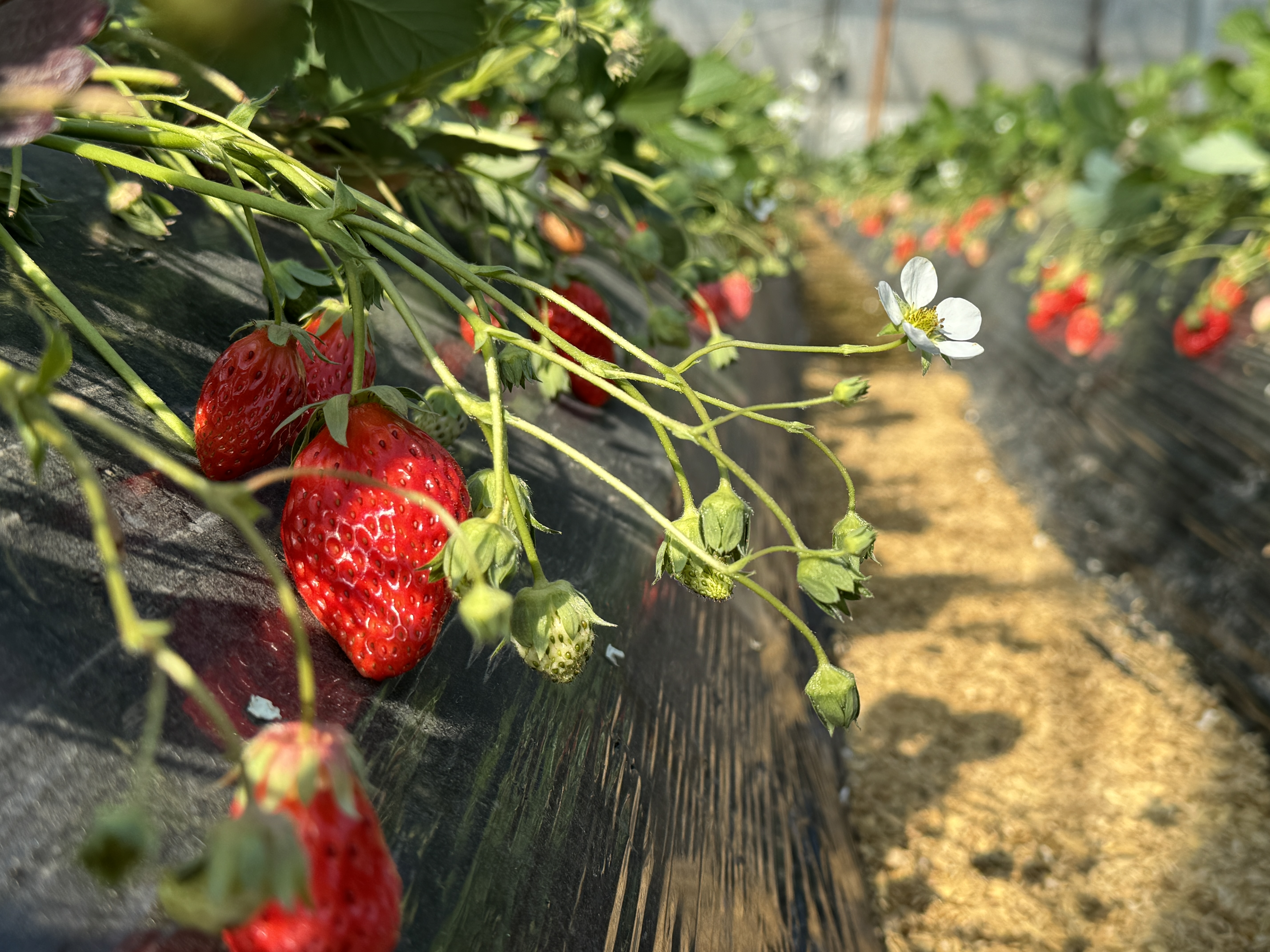 草莓生机勃勃地成长(刘炎炎 摄) 草莓生机勃勃地成长(刘炎炎 摄)
