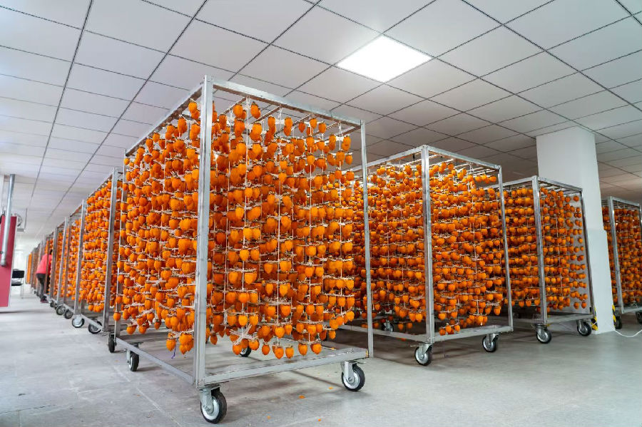 晾晒柿饼 （管升攀 摄）