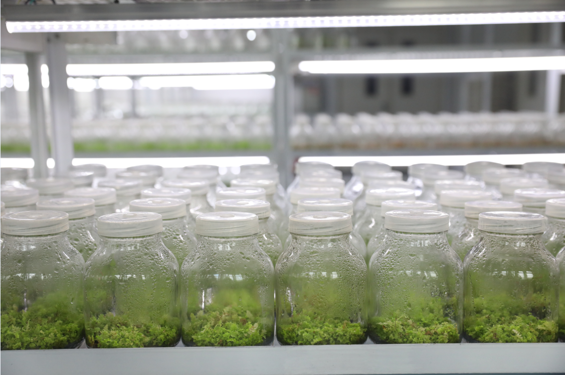 组培实验室培育的植物幼苗（高云良 摄）
