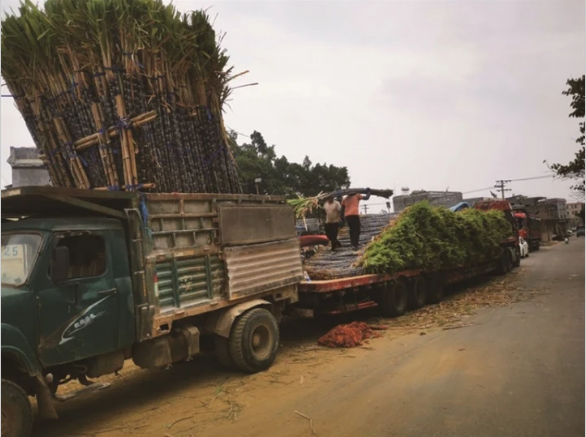 劝场村蔗农在收割甘蔗（王荣林 摄）