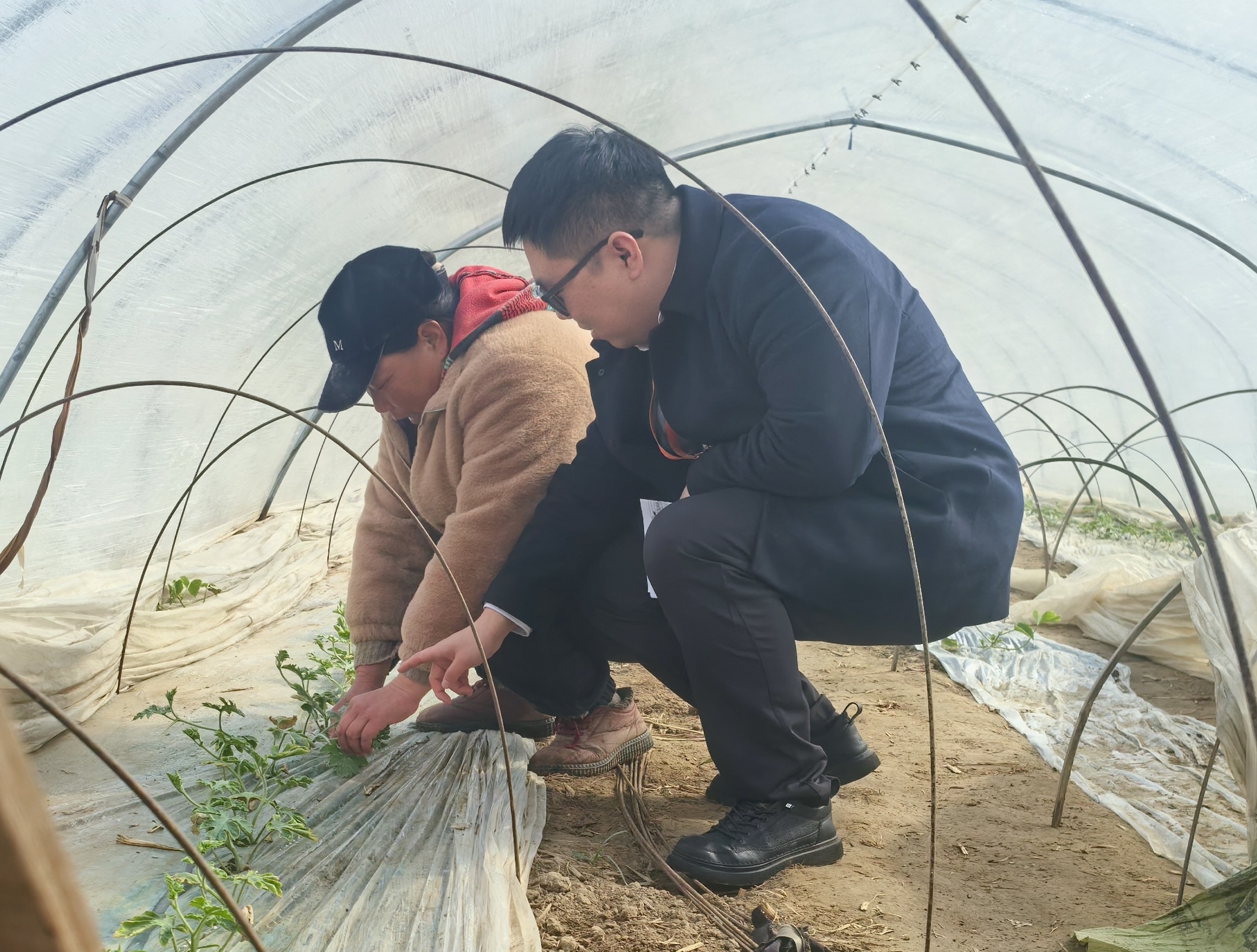 睢宁农商银行客户经理向张玉芹了解瓜苗生长情况（王宁 摄）