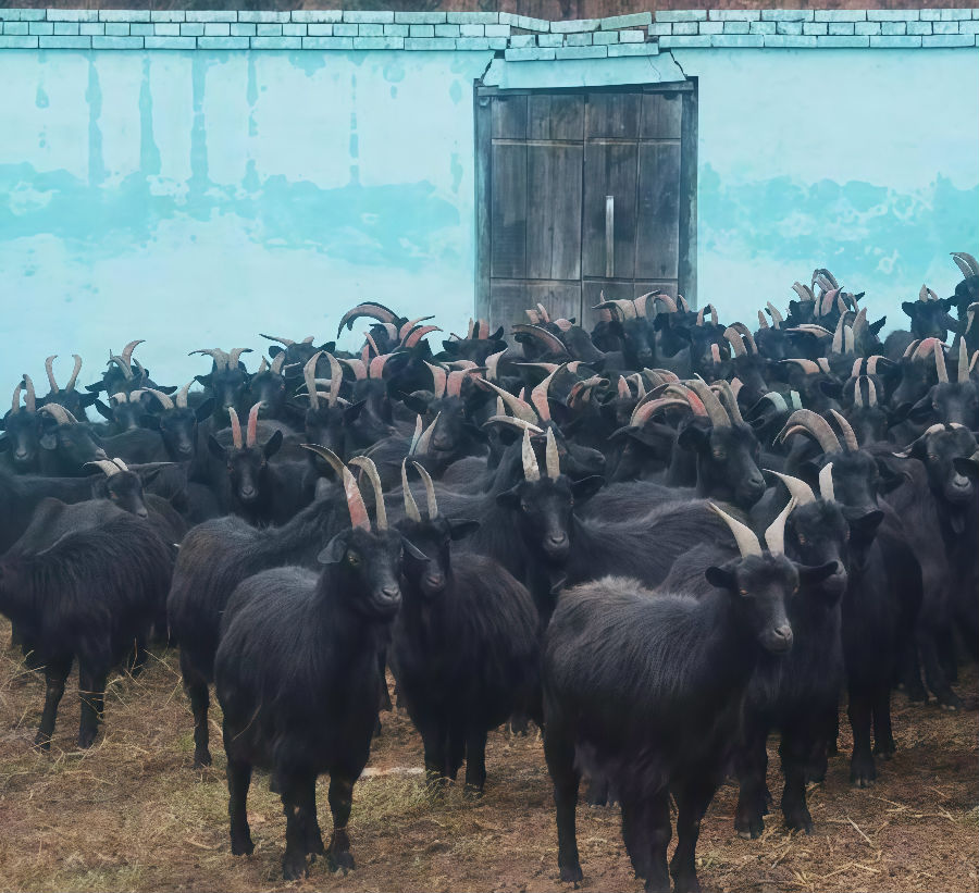 左权县内黑山羊养殖基地（晋晓  摄）
