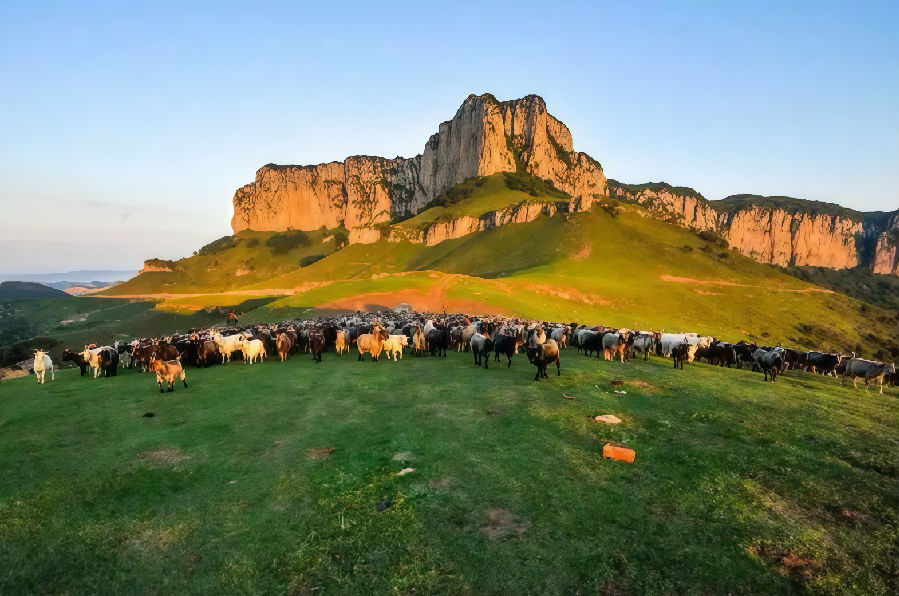 太行山下的黑山羊（晋晓 摄）