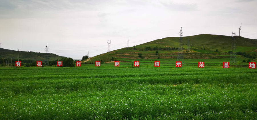 有机胡麻种植示范基地（詹俊杰 摄）
